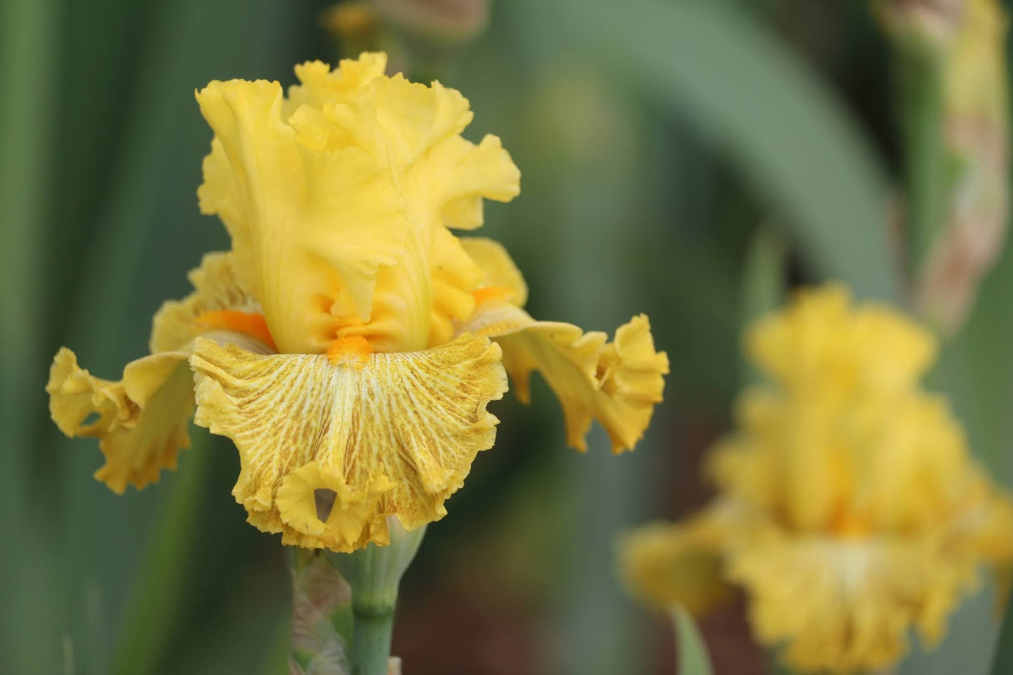 Tangerine Pop Bearded Iris Seeds