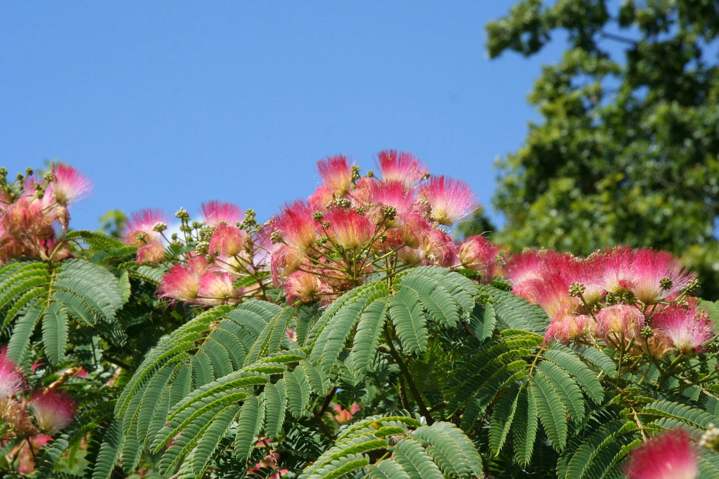Heirloom Non-GMO Albizia Julibrissin Flower Seeds for Planting - Non-GMO for planting in home garden