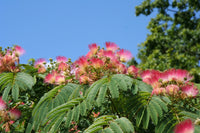 Heirloom Non-GMO Albizia Julibrissin Flower Seeds for Planting - Non-GMO for planting in home garden