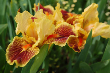 Pure Juice Dwarf Bearded Iris