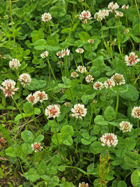 Heirloom Non-GMO Clover Flower Seeds for Planting – Vibrant Pollinator-Friendly Garden Blooms