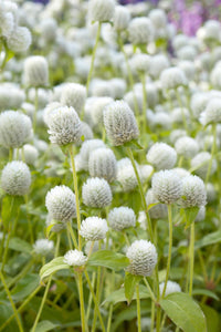 Globe Amaranth- Tall White