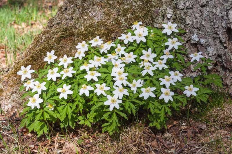 Green Collar Wood Anemone Seeds