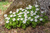 Green Collar Wood Anemone Seeds