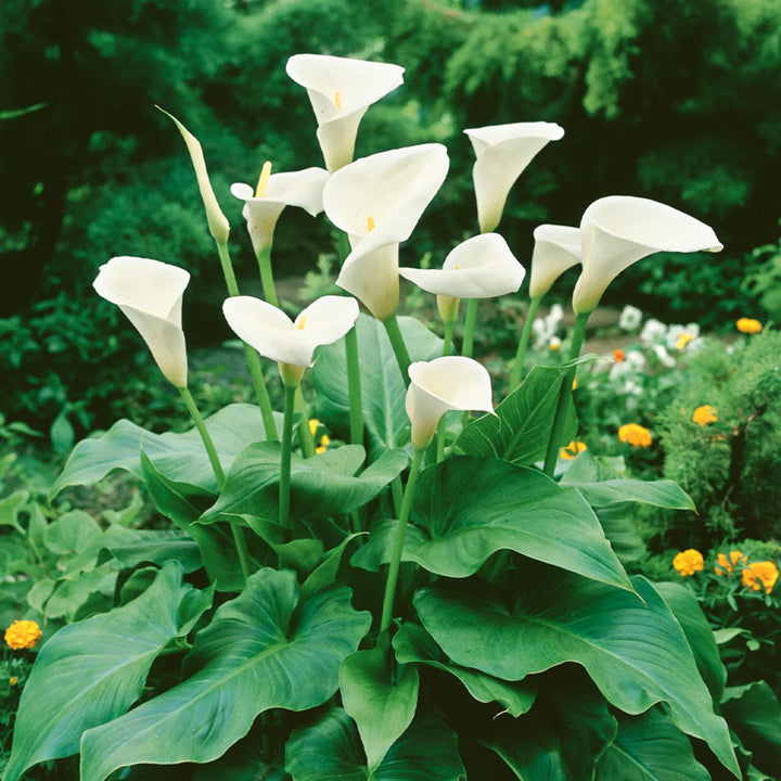 White Calla Lily (zantedeschia Aethiopica) Flower Seeds for Planting - Heirloom Garden Seeds