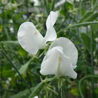 Sweetpea- Solstice White