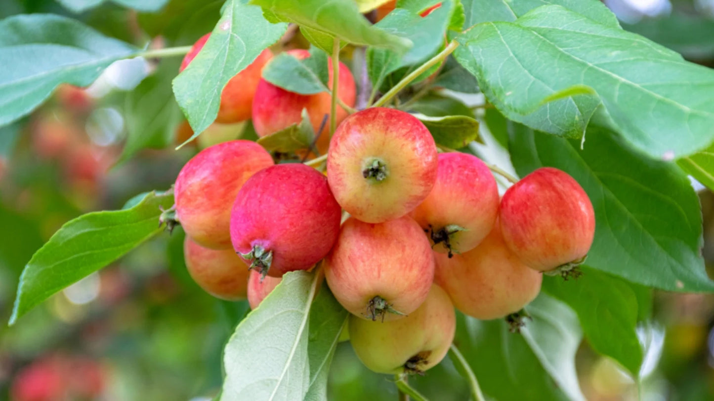 Crab Apple Seeds