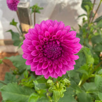 Dahlia- Winkie Cavalier (Tuber)