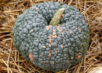 Marina Di Chioggia – Pumpkin Seed