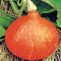 Uchiki Kuri Pumpkin Vegetable Seeds for Planting,Organic