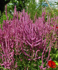 Heirloom Non-GMO Limonium Suworowii Flower Seeds – Ornamental Sea Lavender Flower Seeds - Non-GMO for planting in home garden