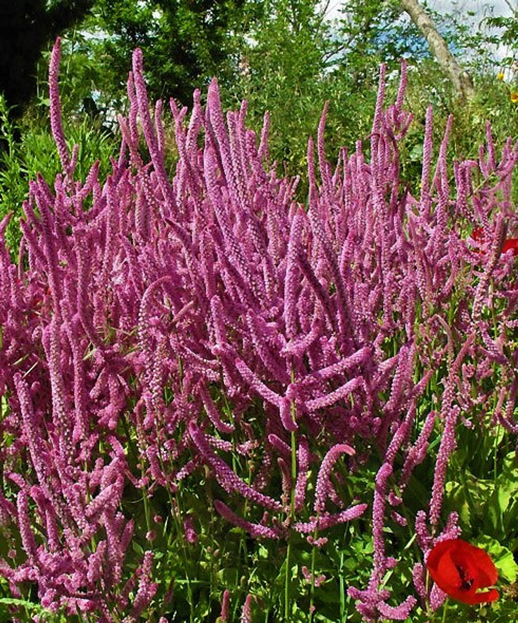 Heirloom Non-GMO Limonium Suworowii Flower Seeds – Ornamental Sea Lavender Flower Seeds - Non-GMO for planting in home garden