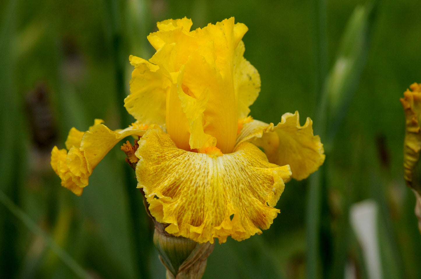 Tangerine Pop Bearded Iris Seeds