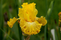 Tangerine Pop Bearded Iris Seeds