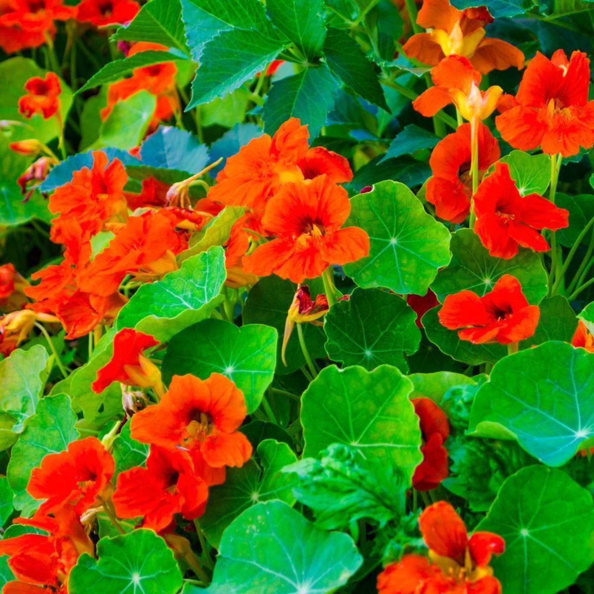 Nasturtium