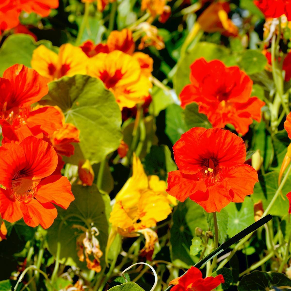 Nasturtium- Jewel Mix