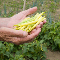 Bush Bean- Cherokee Wax