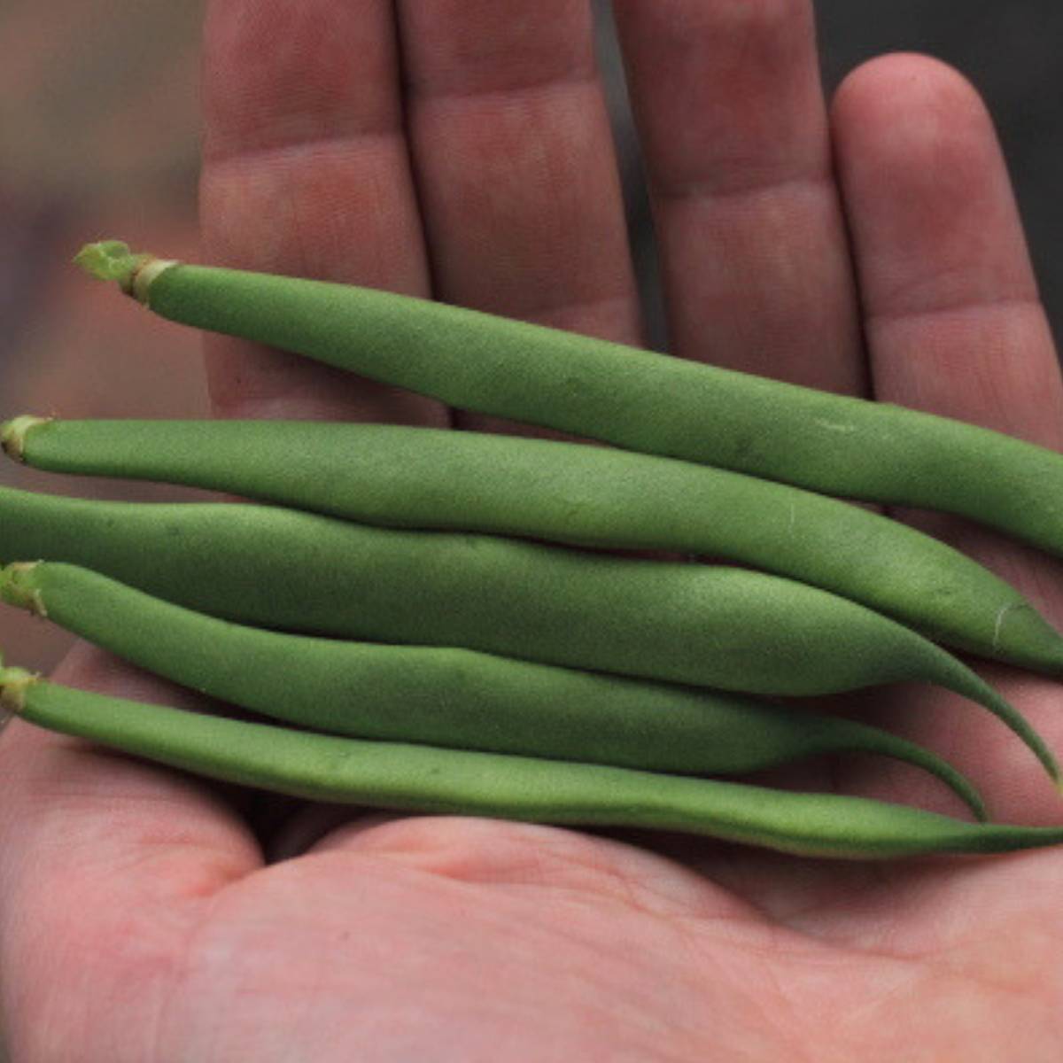 Dwarf Bean- Pioneer