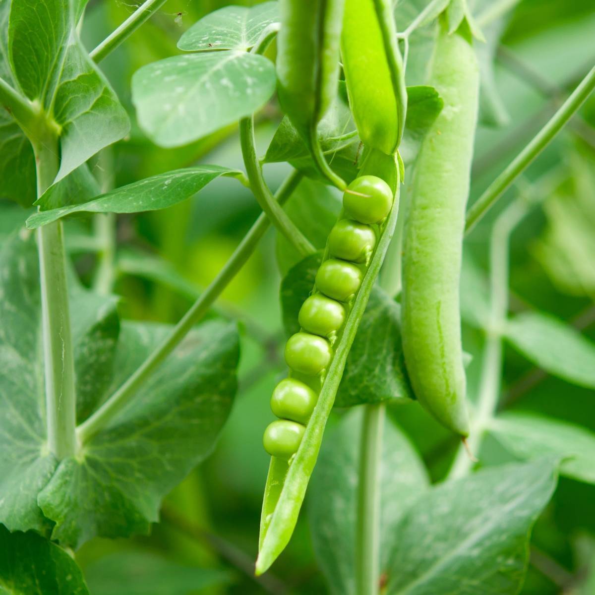 Shelling Pea- Massey Gem