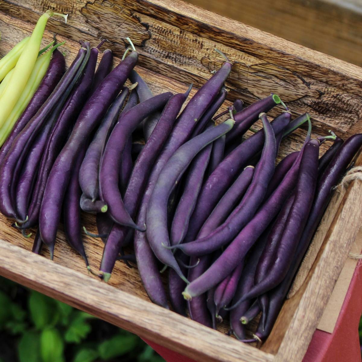 Bush Bean- Royal Burgundy