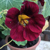 Nasturtium- Tom Thumb Black Velvet