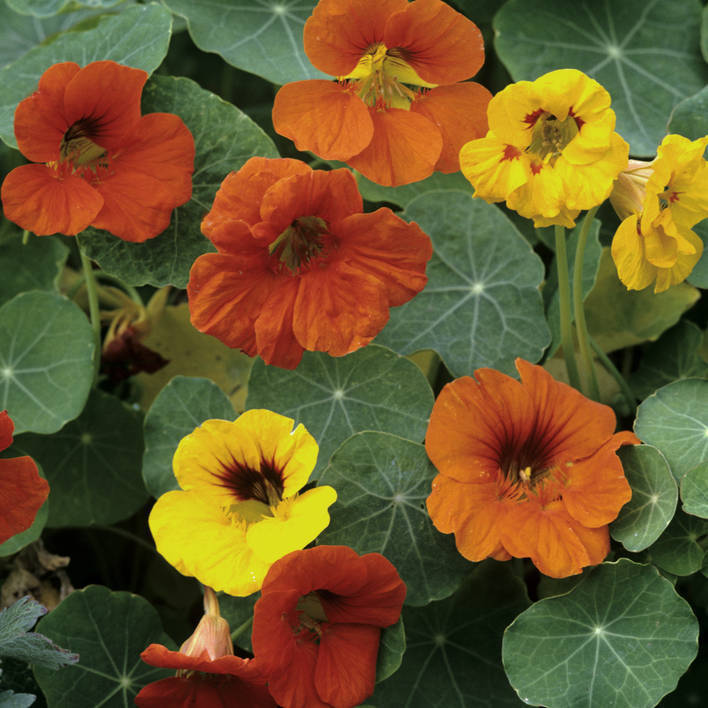 Nasturtium- Whirlybird Mix