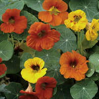 Nasturtium- Whirlybird Mix