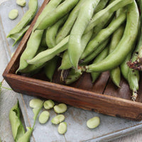 Broad Bean- Coles Dwarf