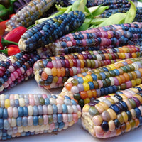 Corn, Maize- Glass Gem