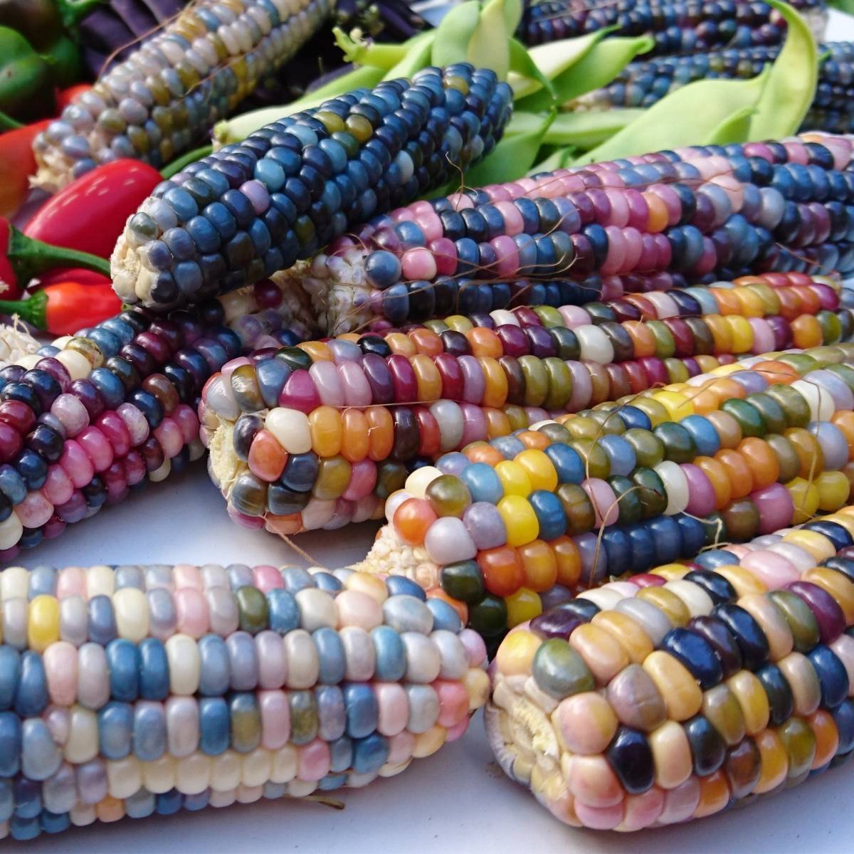 Corn, Maize- Glass Gem