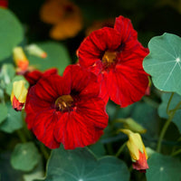 Nasturtium- Empress of India