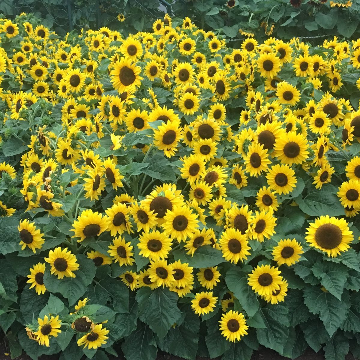 Sunflower- Dwarf Sunsation F1