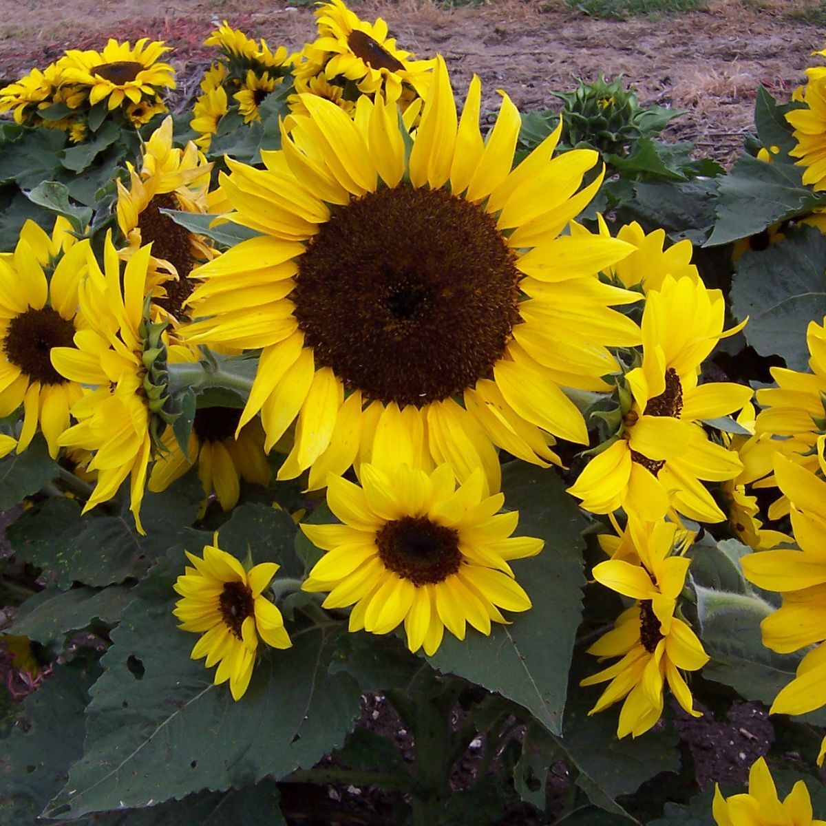 Sunflower- Matilda F1