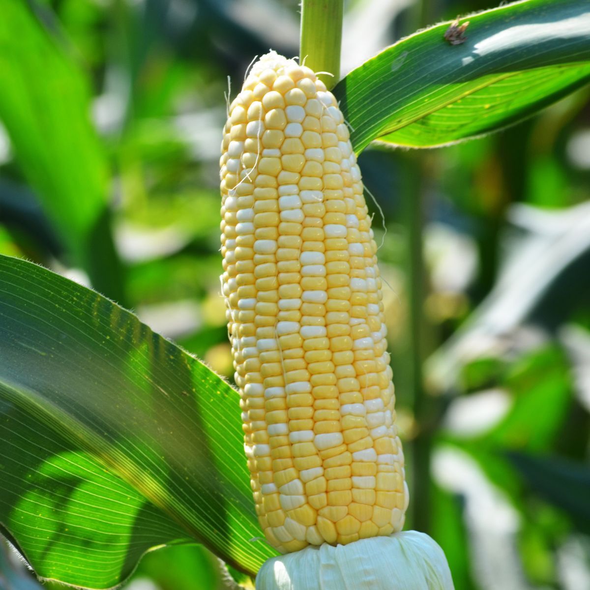 Corn, Sweet- Polaris F1