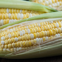 Corn, Sweet- Polaris F1