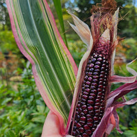 Corn, Maize- Striped Japonica