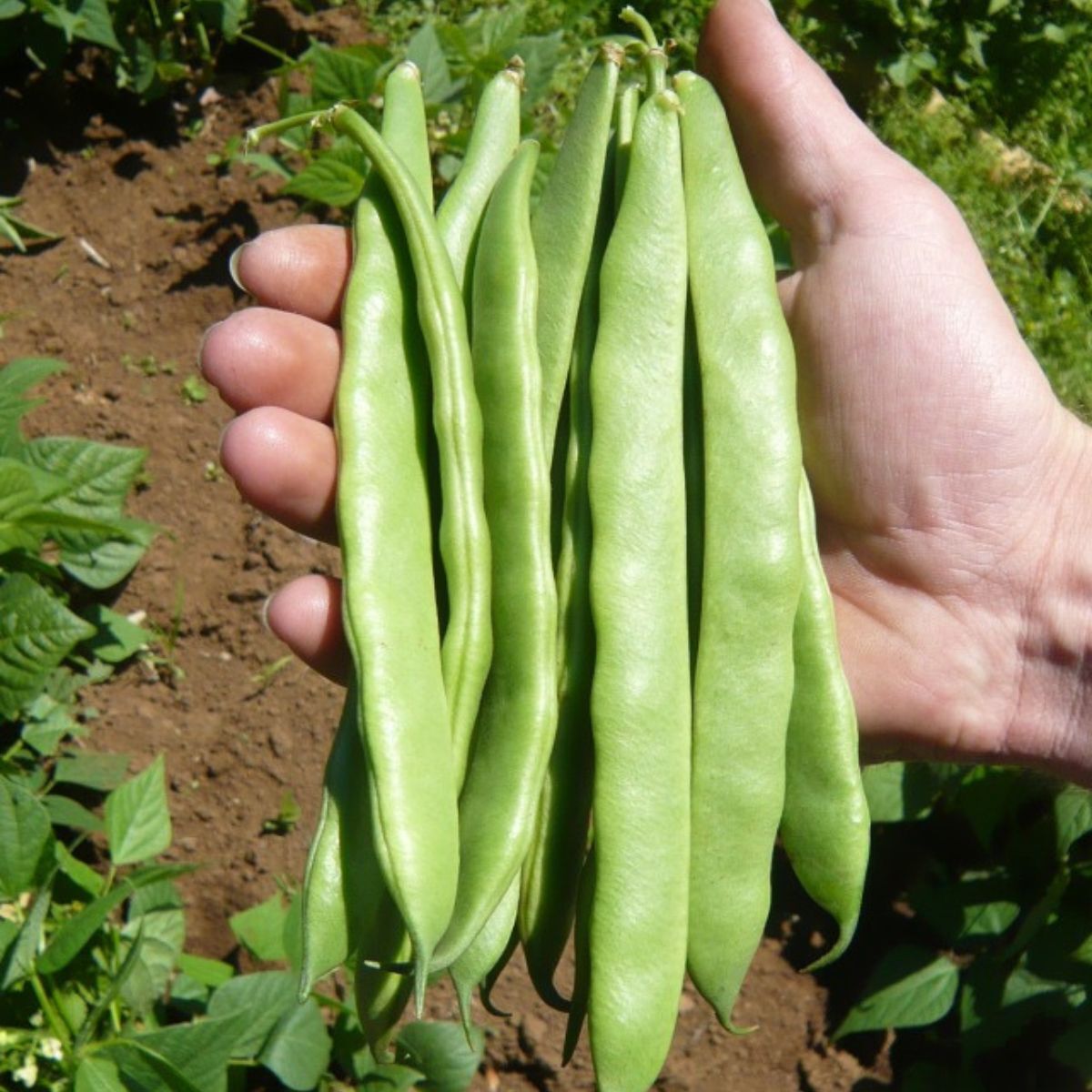 Dwarf Bean- Roma 2