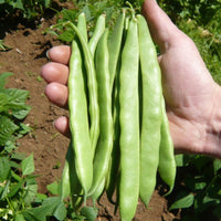 Dwarf Bean- Roma 2
