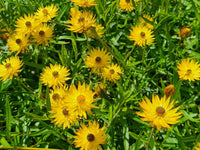 Showy Everlasting Daisy