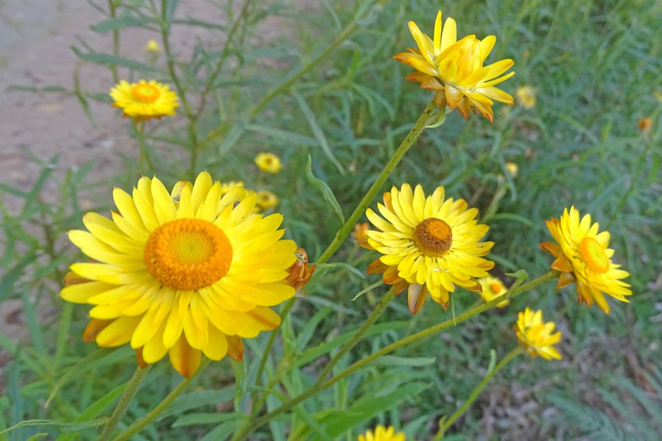 Everlasting Daisy- Golden Yellow