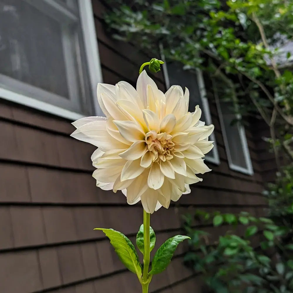 Cantarino Dahlia
