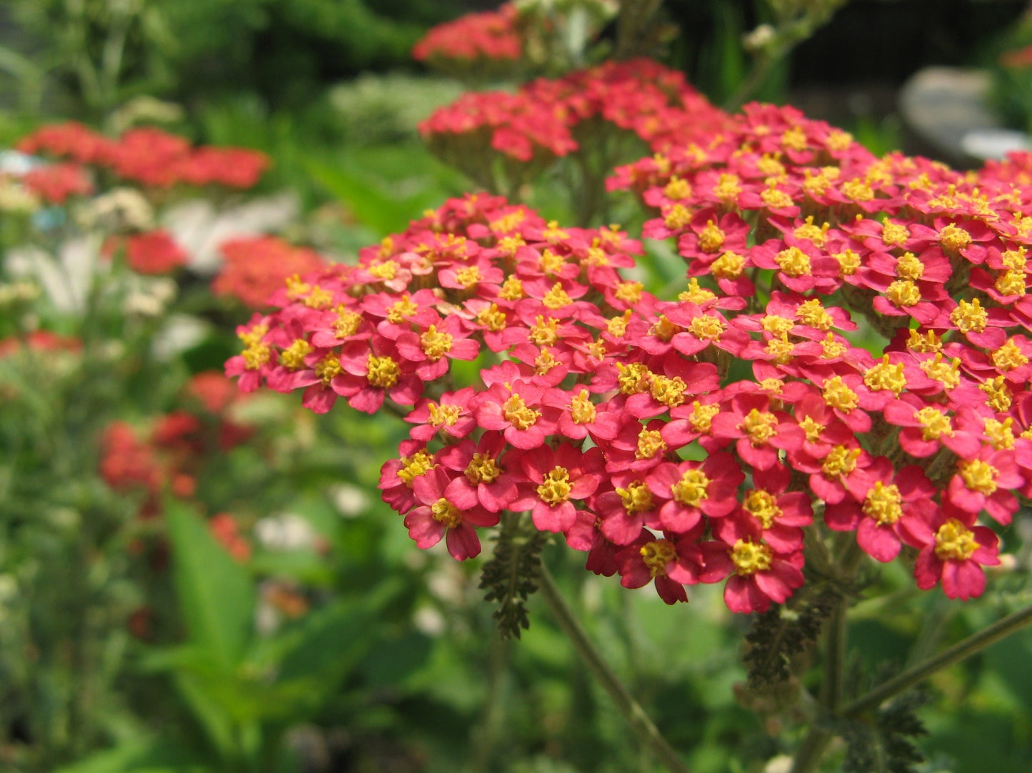 Paprika Yarrow