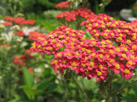 Paprika Yarrow