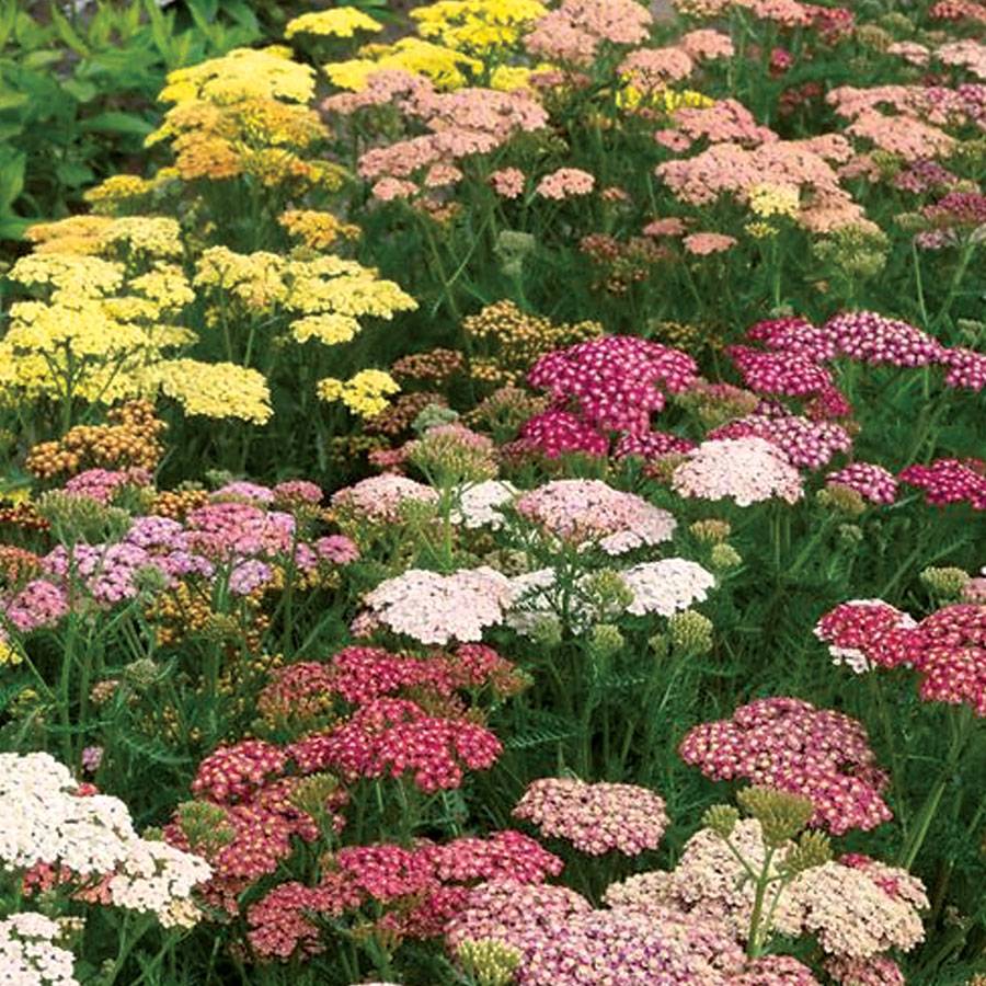 Tutti Frutti Yarrow Mixture
