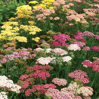 Pastel Paradise Yarrow Mixture