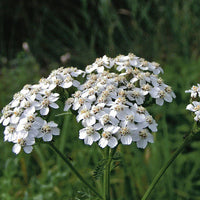The Pearl – Yarrow Seed