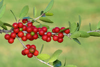 Heirloom Yaupon Flower Seeds, Non-GMO Caffeine-Rich Holly Blooms for Native Garden Planting