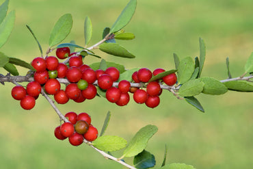 Heirloom Yaupon Flower Seeds, Non-GMO Caffeine-Rich Holly Blooms for Native Garden Planting