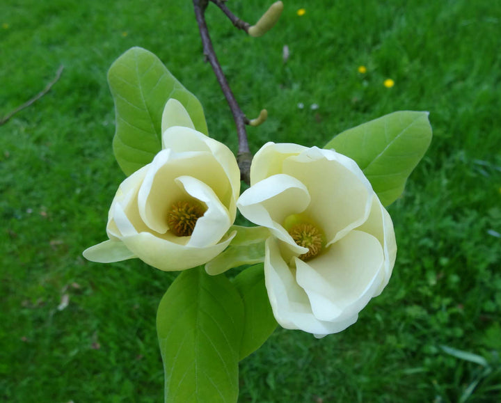 Organic Heirloom Non-GMO Light Yellow Yulan Seeds for Planting – Magnolia Blooms