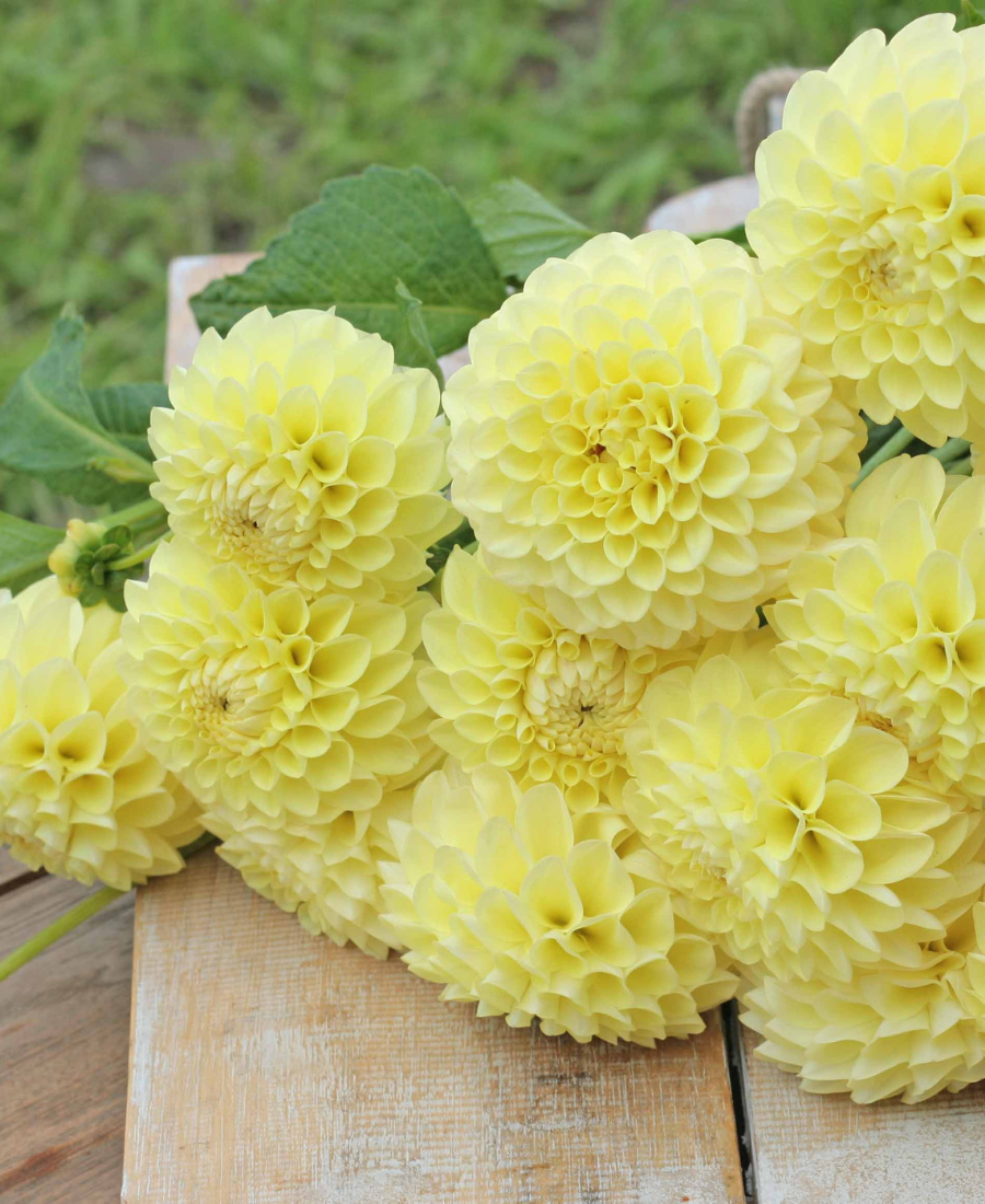 Jowey Martina Dahlia